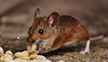 24 Hour & Emergency Exterminators in Ridgewood, PA